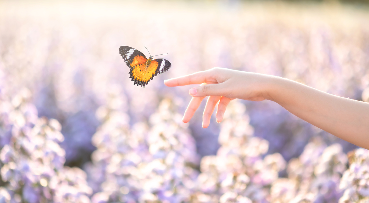 The Girl Frees the Butterfly on Bokeh Nature Background